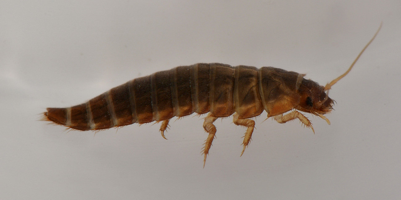 Larva di Scirtidae